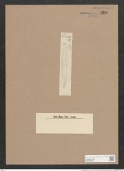 Navicula elongata Ehr. (de-Toni-Nr.: Genus 1, Species 768) Zeichnungen Sammlung Grunow Nr. 1305 (NHMW-BOT-W0367975)